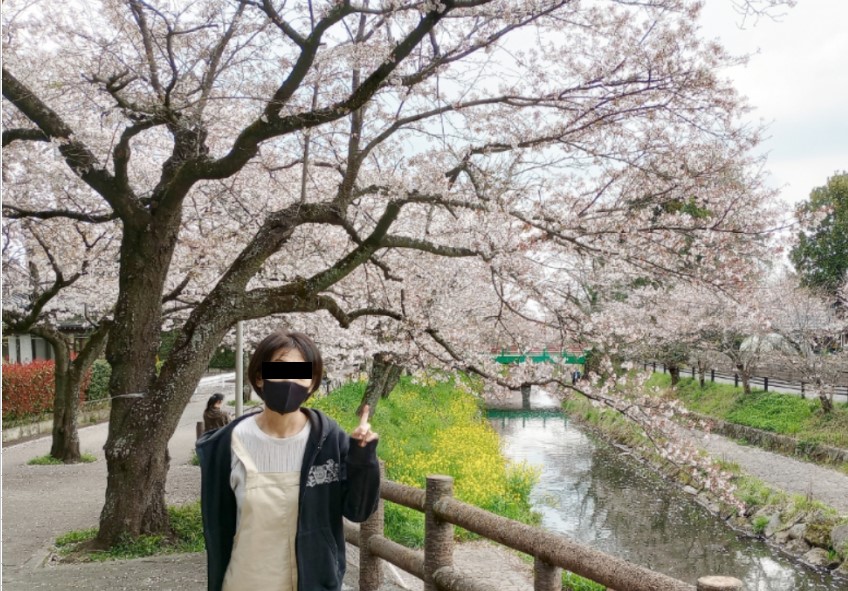真岡　行屋川の桜